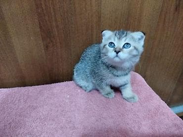 Кошки: Скотиш Фолд (Шотландская вислоухая), 2 месяца, Девочка, Приучена к лотку — 4