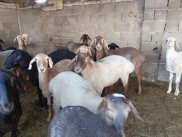 теке козёл: Продаю | Баран (самец) | Для разведения | Ярка — 2