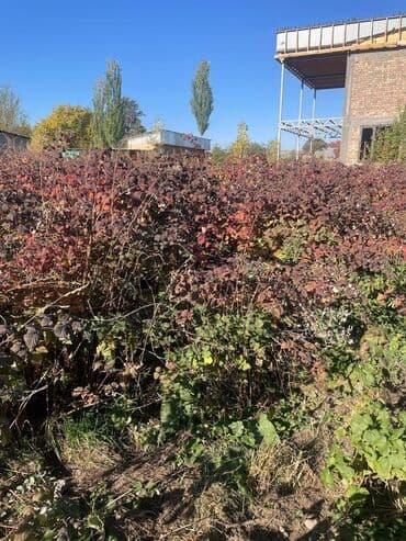 теплица цветы бишкек: Саженцы малины - Побеги длинные, гибкие - Сорт долгоиграющий - Очень — 1