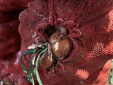 жмых сафлора: Лук Оптом, Бесплатная доставка — 2