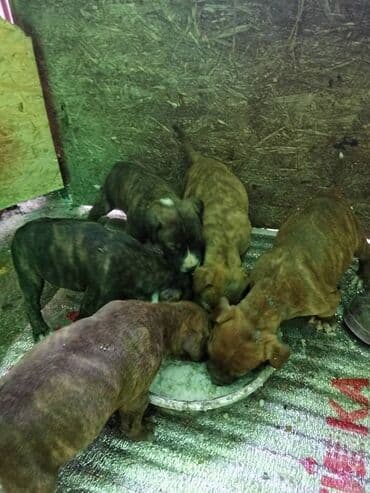 породистые собаки ищут дом: Щенки тигрового окраса - Порода/тип: щенки крупного типа с короткой — 1