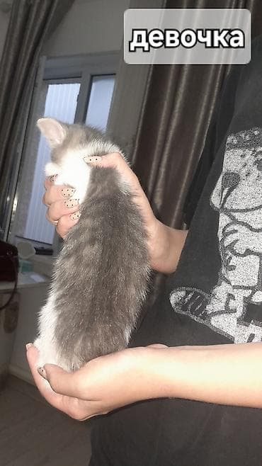 отдам хорошие руки котят: Отдадим котят в добрые руки, людям которые действительно любят — 9