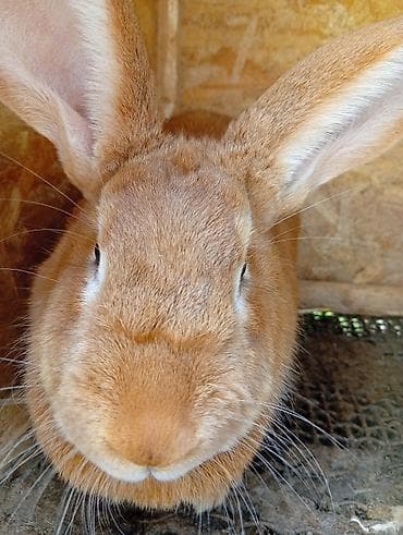 утки с утятами: Продаю | Крольчиха (самка) | Для разведения — 2