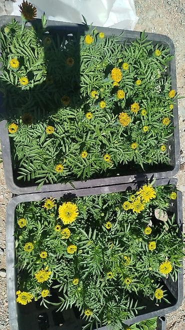 бельевой ящик: Рассада цветочных однолетников в кассетах/ящиках. Оптом и в розницу — 2