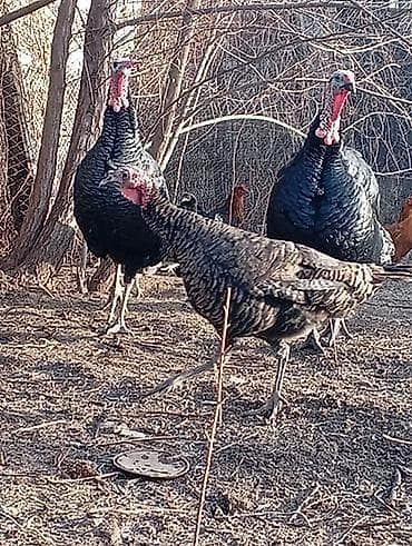 Индюки: Продаю | Цыплята — 2