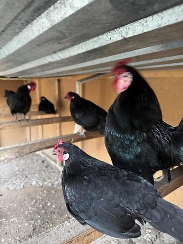 поющие перепёлки: Продаю | Куры, Петух — 2