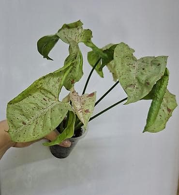 красное дерево: В продаже тайские сингониумы: Сингониум Грин фреклес мутейшн 500 сом — 3