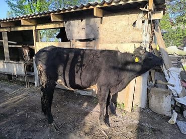 голова лошади: Продаю | Бык (самец) | Голштин | На откорм | Привязанные — 9