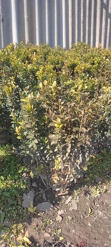 тополы тополя: Самшит.Вьющиеся Розы — 7