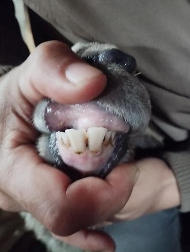 Другие животные: Продаю | Овца (самка), Ягненок — 4