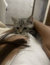 шотландская кошка скоттиш страйт: Скотиш Страйт (Шотландская прямоухая), 7 месяцев, Мальчик, Голубой, С документами, Приучена к лотку, С прививками — 2