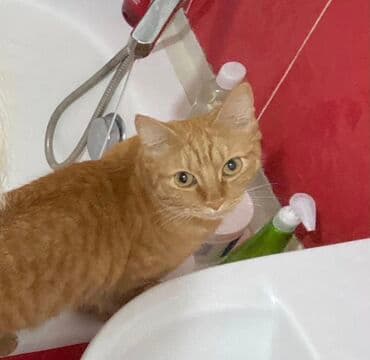 Собаки: Кошка даром: Беспородная, Девочка, Приучена к лотку — 2