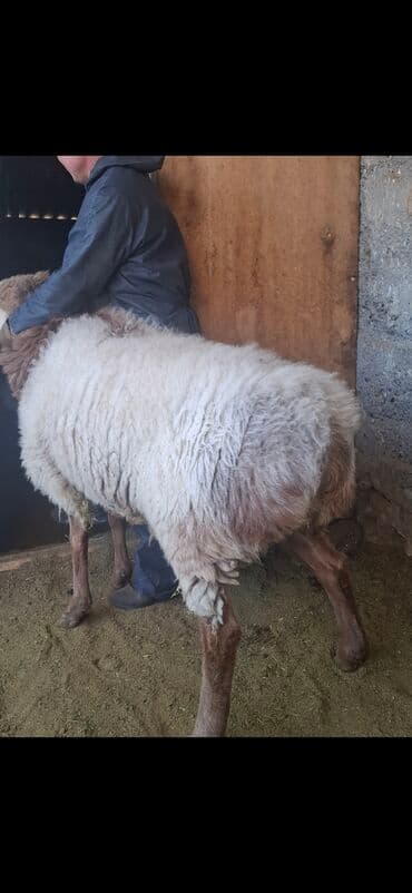 Продаю | Баран (самец) | Арашан | Для разведения | Осеменитель