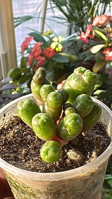 сколько стоят кактусы: Коллекция суккулентов в горшках 1) Кристатная форма кактуса/молочая — 2