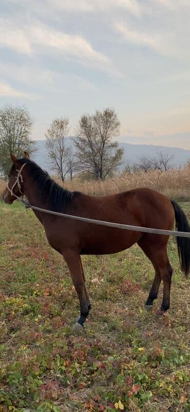 Продаю | Жеребец | Полукровка | Конный спорт at lalafo.kg Продаю | Жеребец | Полукровка | Конный спорт