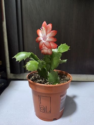 декабрис: Декабрист оранжевый на подвое кактуса + калатея украшенная (два — 1