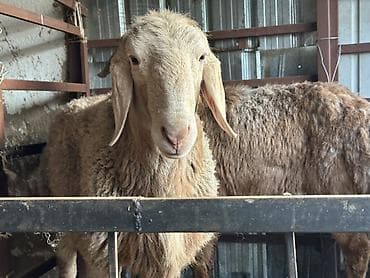 арабский лошади: Продаю | Баран (самец) | Арашан — 3