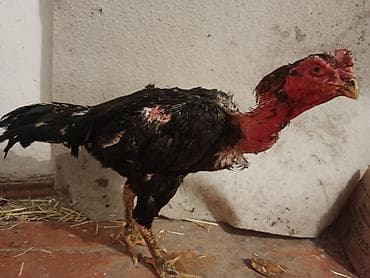 Грызуны: Продаю | Петух | Бойцовая | Для разведения — 1