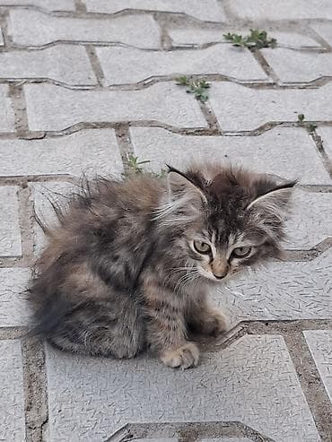 scottish fold: Котята, пушистые, домашнего типа. На фото — два маленьких котёнка: - — 1