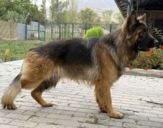 собаки: Немецкая овчарка, 2 месяца, Самка, С прививкой, С родословной — 9