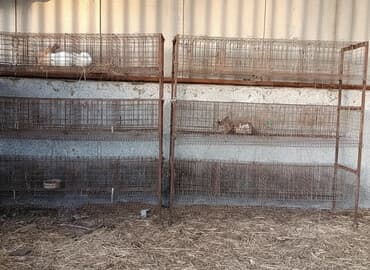 купить рабочую охотничью собаку: Многоярусные металлические клетки для сельскохозяйственной — 1
