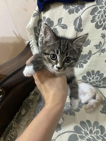 scottish fold: Кошка даром: Беспородная, 2 месяца, Девочка — 1