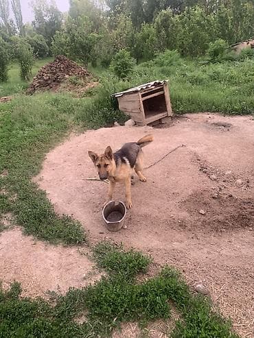 ош ишкаван: Немис овчаркасы, 6 айлык, Ургаачы — 2