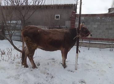 краснодатская корова: Продаю | Корова (самка) | Швицкая | Для молока | Стельные — 2