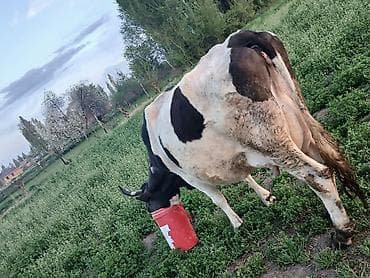 корова обмен на авто: Продаю | Корова (самка) | Алатауская | Для молока | После отела — 6