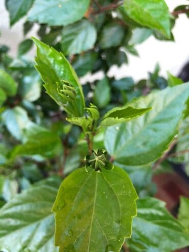 метровые розы бишкек: Китайская роза, высота растения от пола: 1.85. Ухоженное — 2