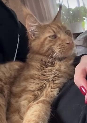 кошка рысь: Мейн-кун, 3 года, Мальчик, Рыжий, С документами, С прививками — 3