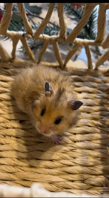 Аламанчыктар (хомяки): Продаются хомячки джунгарские, сирийские, ангорские пушистые хомячки — 9