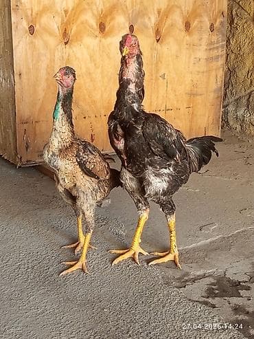 бойцовая птица: Продаю | Куры | Бойцовая | Для разведения — 4