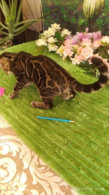 новорожденные котята: Бенгальская, 2 месяца, Мальчик — 6