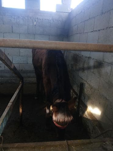 Продаю | Жеребенок | Для разведения