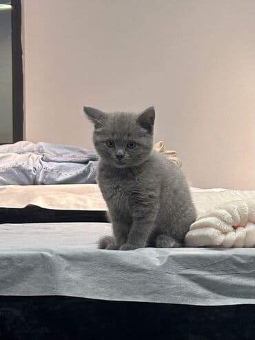 порода кошек русская голубая цена: Скотиш Страйт (Шотландская прямоухая), 4 месяца, Девочка, Серый, Приучена к лотку — 2