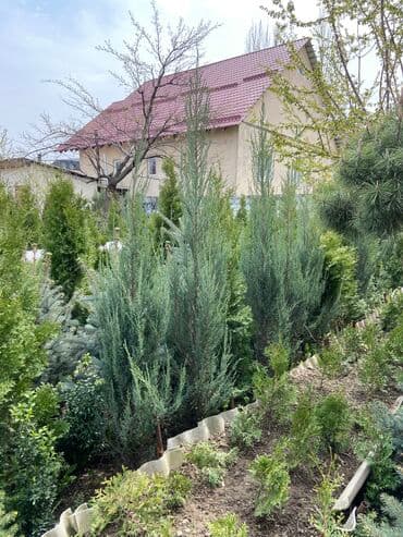 леса строительные купить: Продаются декоративные хвойные растения: ели, туи, сосны 🌿🌲 — 1