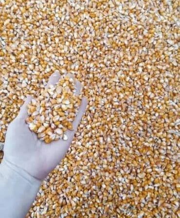 необычные животные: Куплю кукурузу рушенную оптом в больших объемах. Забираем сами — 2