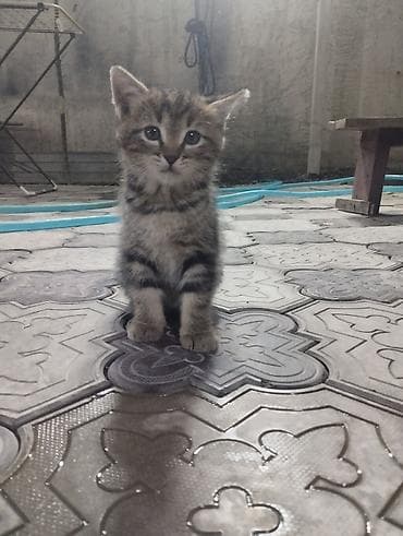 ph down: Котята, домашние. В помёте два малыша: мама шотландская вислоухая — 2