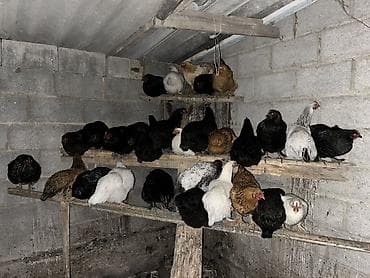 Другие животные: Продаю | Куры | Несушки — 3