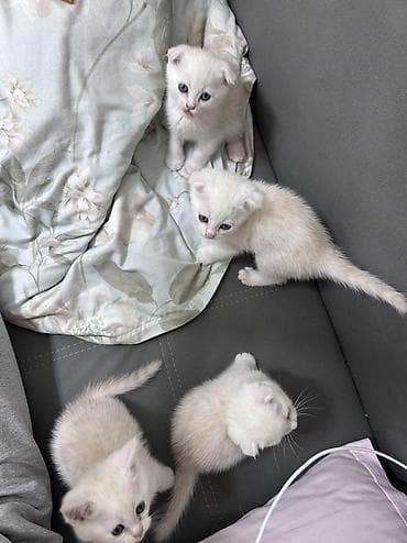 отдам бесплатно вислоухих котят: Скотиш Фолд (Шотландская вислоухая), 1 месяц, Мальчик, Белый, Приучена к лотку — 5