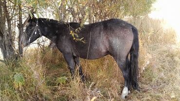 сколько стоит собака дворняжка: Продаю | Конь (самец) | Кара Жорго | Рабочий | Мерин — 1