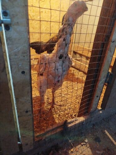 коты каракол: Дакан мекиш сатылат активный туп жатат алмашу жолдору бар адрес Заря — 1