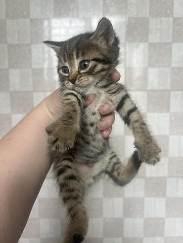 Продажа кошек: 1 месяц, Мальчик, Метис, Приучена к лотку — 3