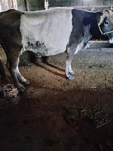 стоимость коровы в бишкеке: Продаю | Корова (самка) | Для молока | Привязанные — 3