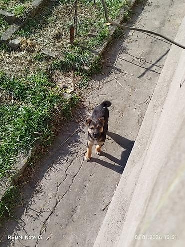 питбуль маленький: Собака даром: Дворняжка, 2 месяца, Самец — 2