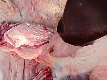 рамадан мубарак: Эт кескичстонок менен той аштарга кызмат кылабызжылкы, уйтопоз — 3