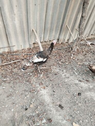 купить oculus quest 1: Электрокамин Firelight, 2000 Вт, Светодиодная технология (LED) — 4