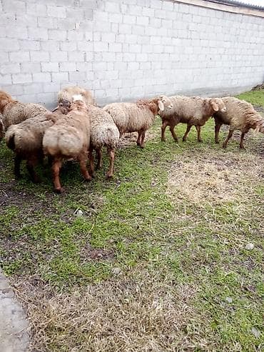 тазы собака: Сатам | Кочкор (эркек) | Көбөйтүү үчүн — 4