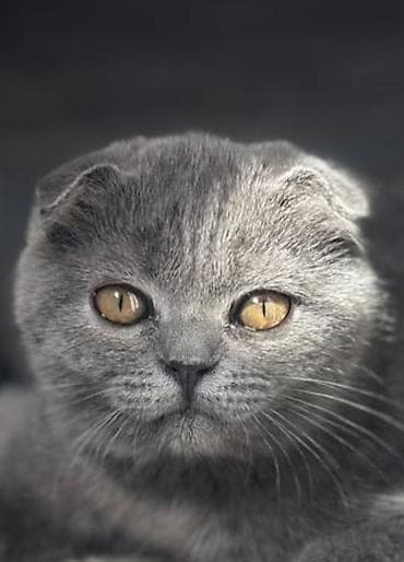 жан жаныбарлар: Котёнок с короткой плюшевой бело вислоуха котёнка шерстью иБольшие — 2
